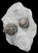 Pair of Large, Enrolled Flexicalymene Trilobites - Ohio #40679-3